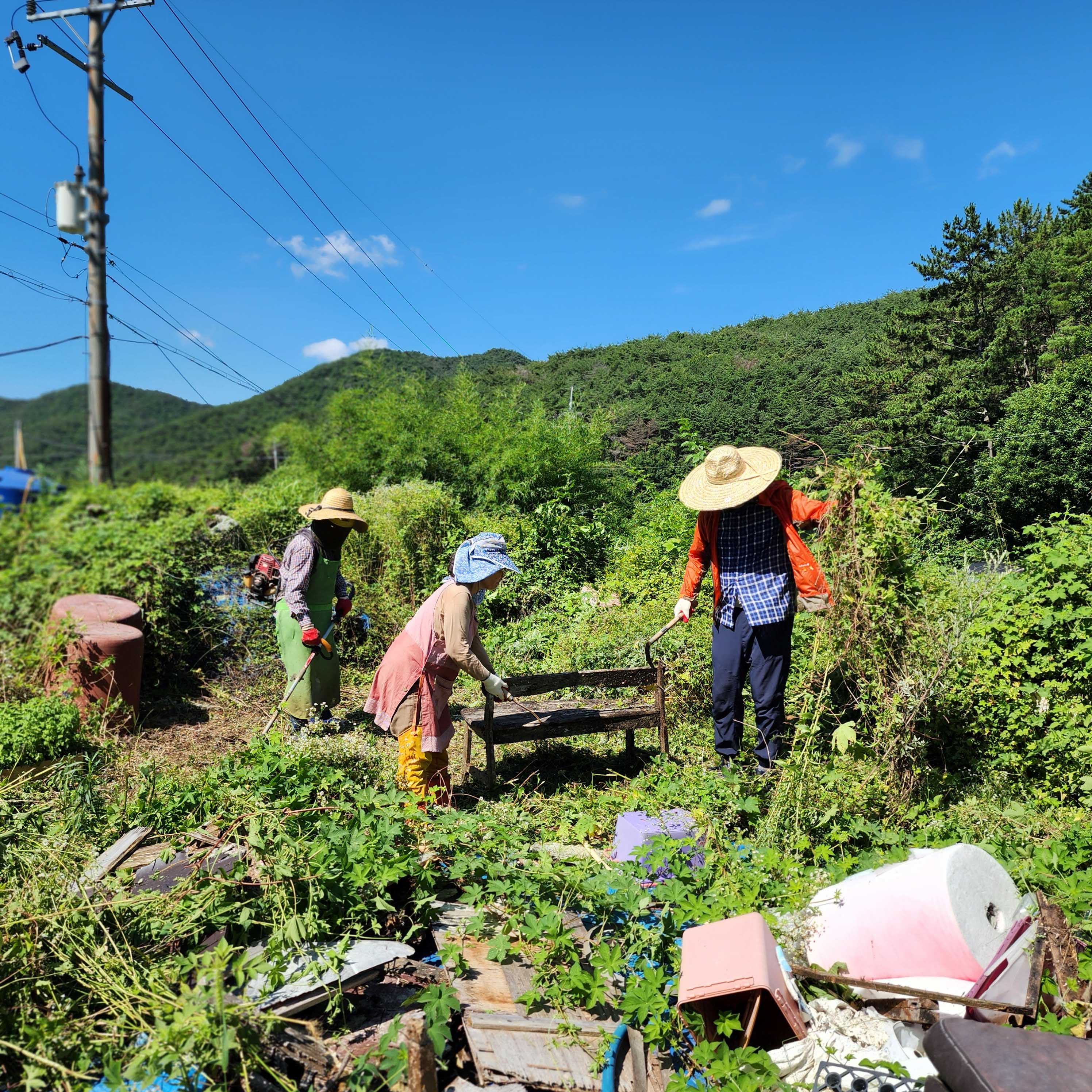 부산 기장 철마천, 미국쑥부쟁이가 생태계를 뒤덮고 있어요 2
